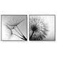 Wall Art 40cmx40cm Black and white dandelion 2 Sets Black Frame Canvas