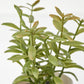 3 Pack of Artificial Herb Potted Plants in White Plastic 5cm Pot Interior Decoration