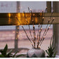 LED Light Bunch Stem - Warm White BATTERY fairy lights - 50cm high 20 bulbs/petals