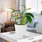 5pcs Self Watering Planter Desktop Plastic Round Planter Auto Suction Lazy Pot - White