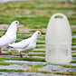 3L Pigeon Drinker White Plastic Drinking Pot Carrier Bird Water Dispenser Feeder