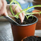 20Pcs Plastic Plant Pots Nursery Garden Seedling Flower Growing Containers - BN210-20x17.3cm