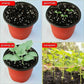 20Pcs Plastic Plant Pots Nursery Garden Seedling Flower Growing Containers - BN210-20x17.3cm
