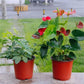 20Pcs Plastic Plant Pots Nursery Garden Seedling Flower Growing Containers - BN210-20x17.3cm