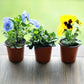20Pcs Plastic Plant Pots Nursery Garden Seedling Flower Growing Containers - BN210-20x17.3cm