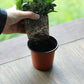 20Pcs Plastic Plant Pots Nursery Garden Seedling Flower Growing Containers - BN210-20x17.3cm