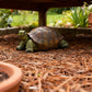 Simulation Turtle Ornaments Resin Craft for Home Office Tabletop Nautical Decor