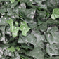 Boston Ivy Leaf Screen Green Wall Panel UV Resistant 1m x 1m