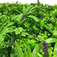 Lavandula Vertical Garden / Green Wall UV Resistant 1m X 1m