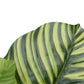 Pond Leaf Plant 110cm