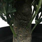 Artificial Topiary Shrub (Hedyotis) UV Resistant 50cm