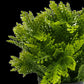 Small Potted Artificial Mimosa Fern UV Resistant 20cm