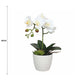 Potted Single Stem White Phalaenopsis Orchid with Decorative Pot 35cm
