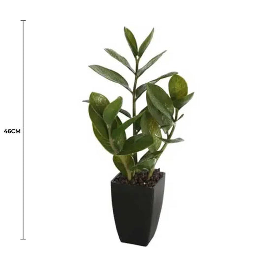 Potted Zanzibar 46cm