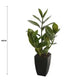Potted Zanzibar 46cm