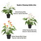 Stunning Lifelike Lilies Bundle