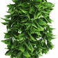 Artificial Dense Hanging Flowering Pothos Bush Vivid Green UV Resistant and Fire Rated 27cm x 72cm