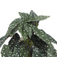Artificial Begonia Maculata Plant In Decorative Bowl 30cm