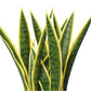 Artificial Mother in Law Tongue / Yellow Tongue Sansevieria UV Resistant 60cm