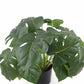 Dense Potted Artificial Monstera Deliciosa Plant With Real Touch Leaves 50cm