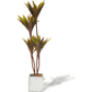 Faux Cordyline fruticosa Tree