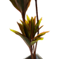 Faux Cordyline fruticosa Tree