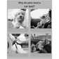 Black Plush Dog Car Booster Seat - 2-in-1 Travel Bed for Small Dogs with Washable Cover