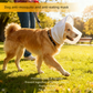 Size M Black Mesh Net Hood for Dogs – Protective Face Cover Against Insects, Debris, and Oral Ingestion