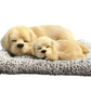Sleepy Tails - Mother and Baby - Golden Retriever