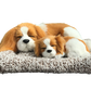Sleepy Tails - Mother and Baby - King Charles Spaniel