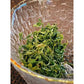 Mao Jian Green Tea 5 x 120g