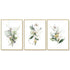 Wall Art 50cmx70cm Green and Gold Watercolor Botanical 3 Sets Gold Frame Canvas - Magdasmall