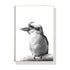 Wall Art 50cmx70cm Kookaburra Black Frame Canvas - Magdasmall