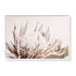 Wall Art 50cmx70cm Pure Protea II White Frame Canvas - Magdasmall