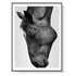 Wall Art 70cmx100cm Modern Black Horse Black Frame Canvas