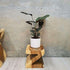 Z Shape 25cm Plant Stand/Stool/Side Table/Corner Table Raintree Wood - Magdasmall